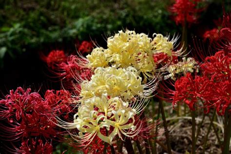 彼岸花 開花|彼岸花の名所 ※見頃・開花状況・アクセス